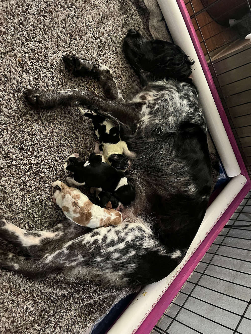 We have puppies available!